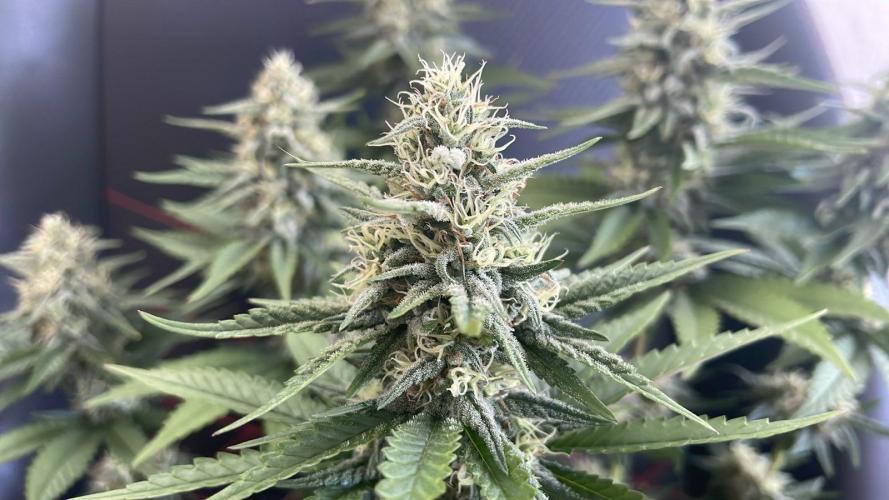 Blue Zushi - MicroGrow 26. Week 10