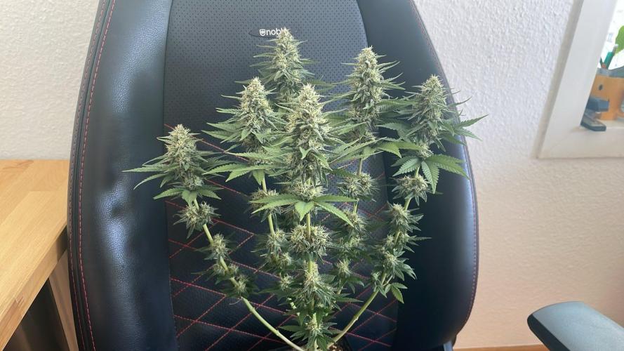 Blue Zushi - MicroGrow 26. Week 10
