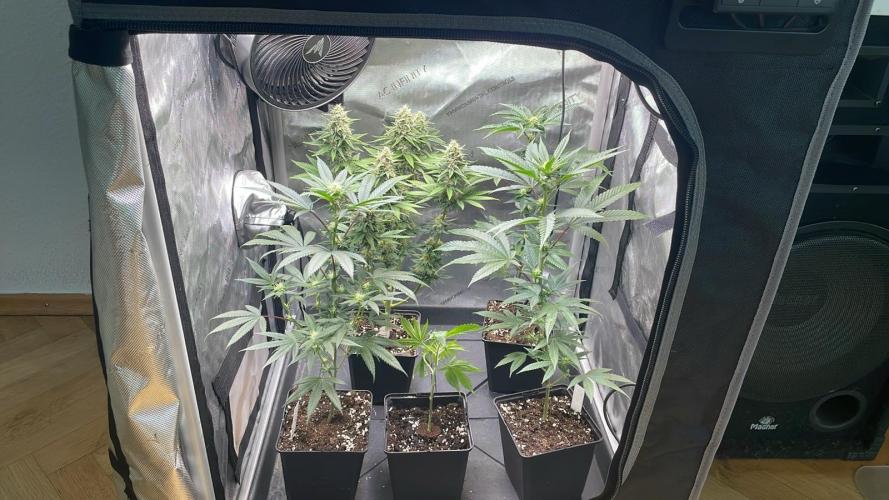 Hash Burger #leafly2025 - MicroGrow. Week 2