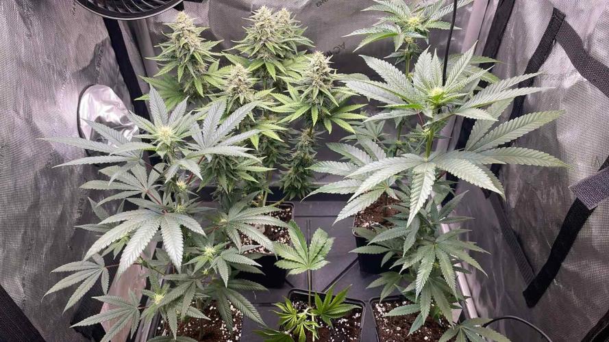 Hash Burger #leafly2025 - MicroGrow. Week 2