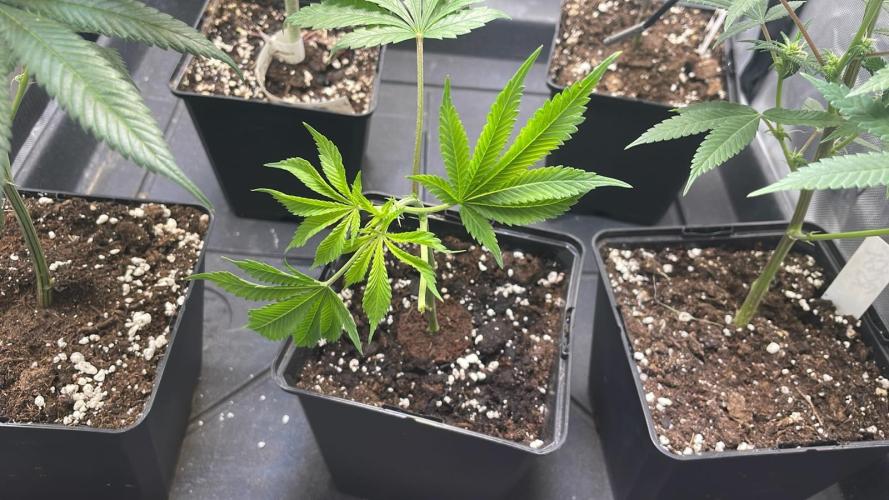 Hash Burger #leafly2025 - MicroGrow. Week 2 - Hashburger came today