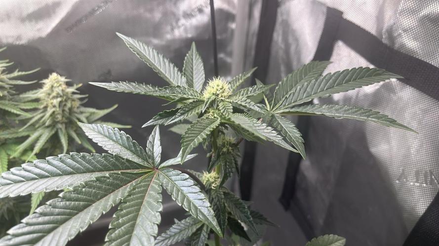 RS#11 - MicroGrow. Week 5