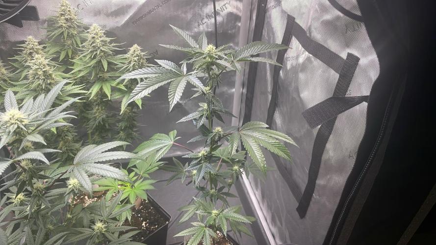 RS#11 - MicroGrow. Week 5