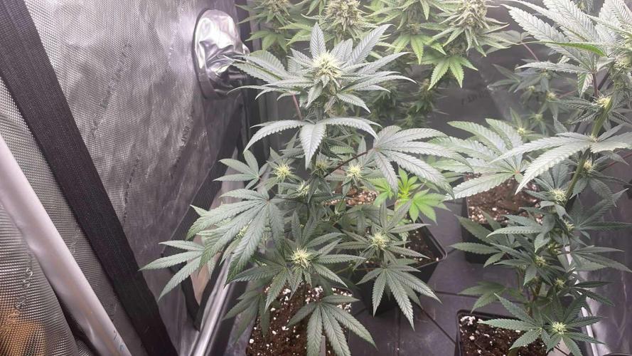 Zoap - MicroGrow. Week 5