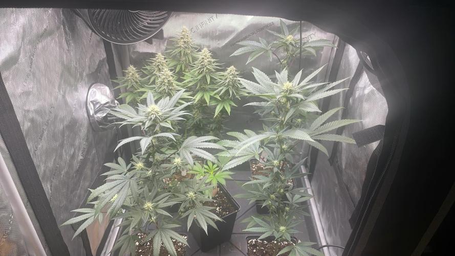Zoap - MicroGrow. Week 5
