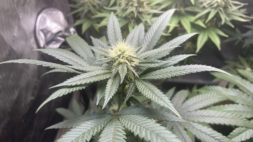 Zoap - MicroGrow. Week 5