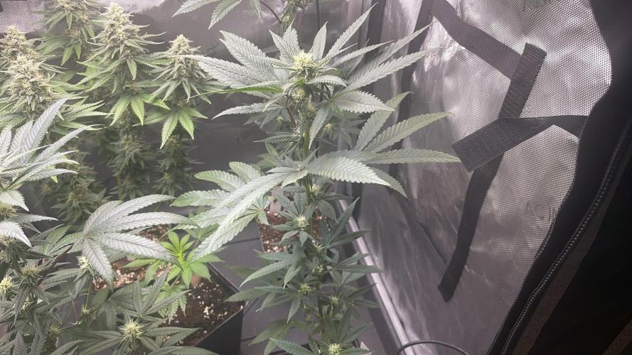 Studio 54 (RS#54) - MicroGrow. Week 5