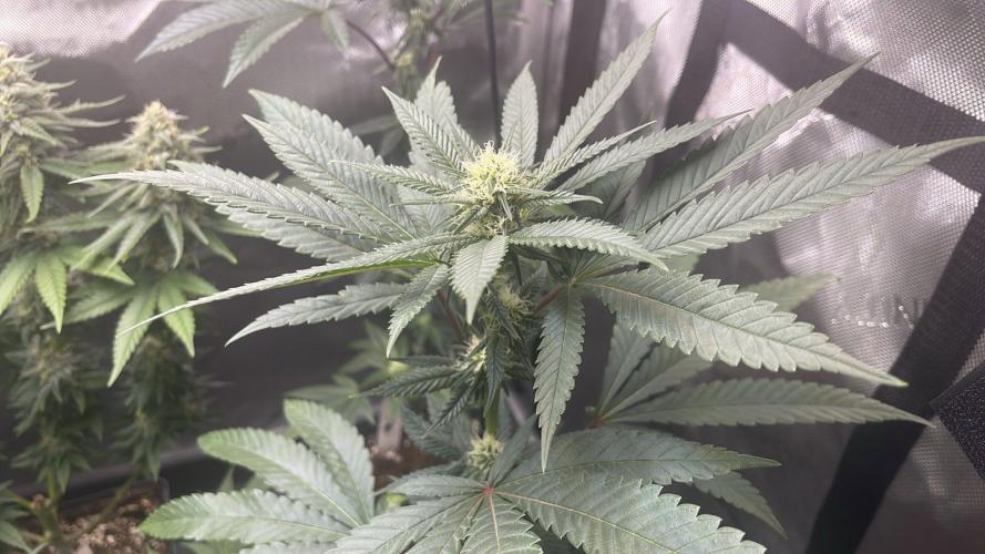 Studio 54 (RS#54) - MicroGrow. Week 5