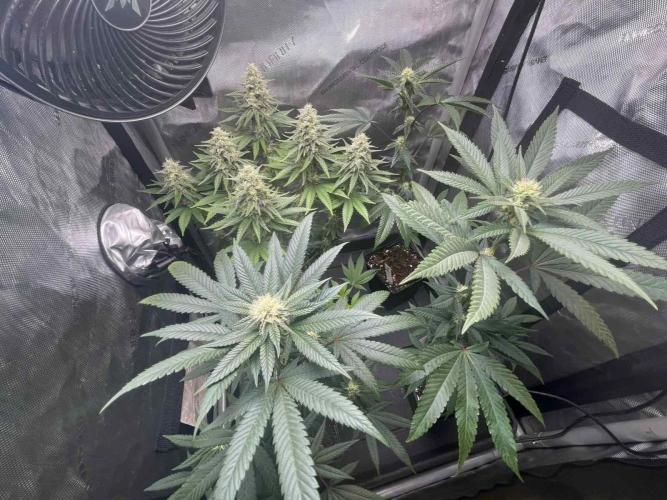 Studio 54 (RS#54) - MicroGrow. Week 5