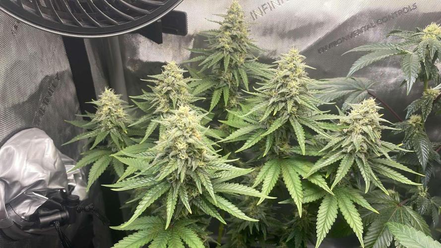 Blue Zushi - MicroGrow 26. Week 11