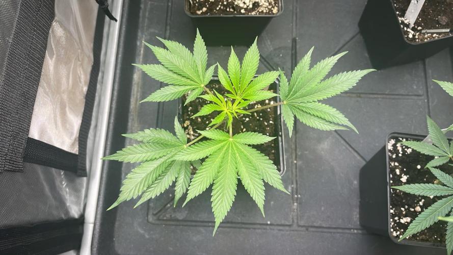 Hash Burger #leafly2025 - MicroGrow. Week 3