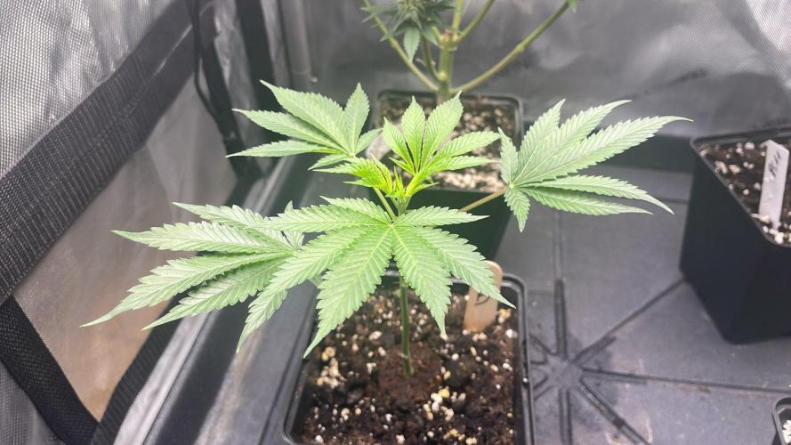 Hash Burger #leafly2025 - MicroGrow. Week 3