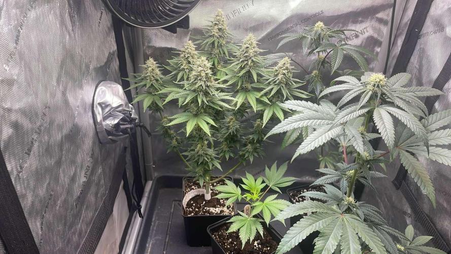 Hash Burger #leafly2025 - MicroGrow. Week 3