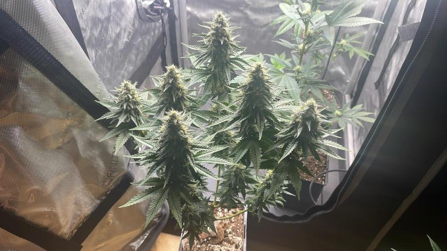 Blue Zushi - MicroGrow 26. Week 12