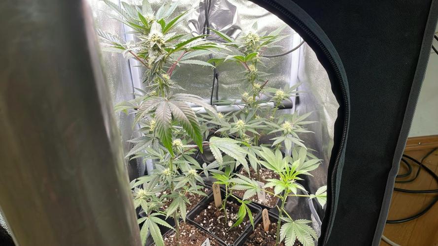 Blue Lobster - MicroGrow. Week 2