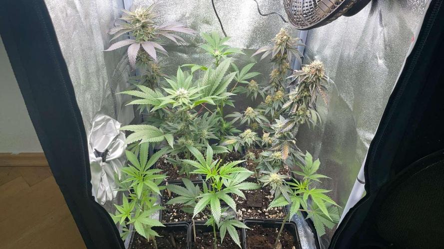 Blue Lobster - MicroGrow. Week 5