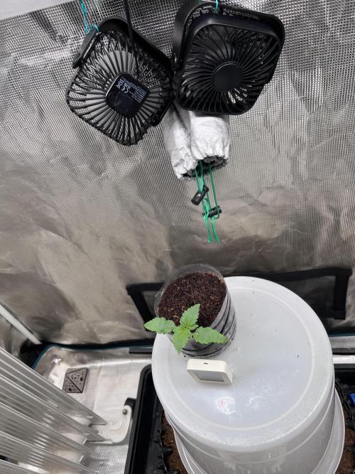 Zillions (Barneys). Week 1