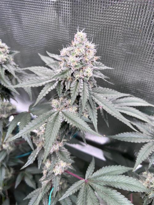 Zillions. Week 12