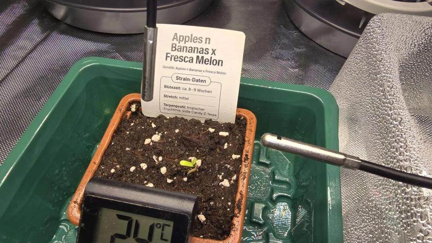 Selektierter Smarter Premium Caligrow. Week 0 - Tag 1