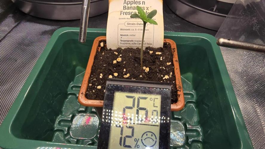 Selektierter Smarter Premium Caligrow. Week 0 - Tag 2