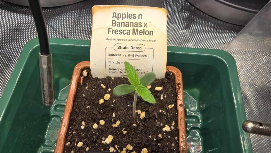 Selektierter Smarter Premium Caligrow. Week 0 - Tag 2 Sie fühlt sich wohl und ich bin stolz