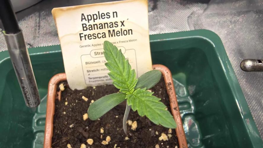 Selektierter Smarter Premium Caligrow. Week 0 - Tag 3