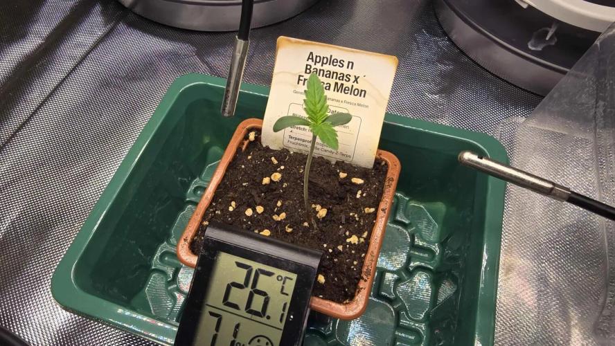 Selektierter Smarter Premium Caligrow. Week 0 - Tag 3
Morgen wird umgetopft 
