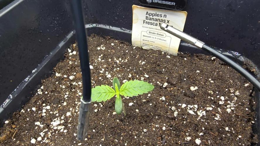 Selektierter Smarter Premium Caligrow. Week 0 - Tag 5