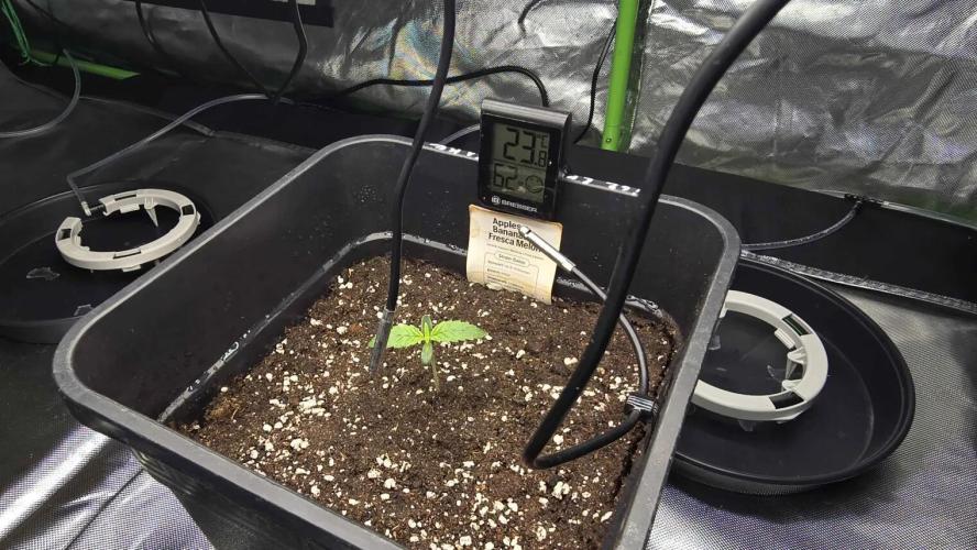 Selektierter Smarter Premium Caligrow. Week 0 - Tag 5