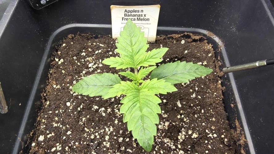 Selektierter Smarter Premium Caligrow. Week 2 - Tag 10