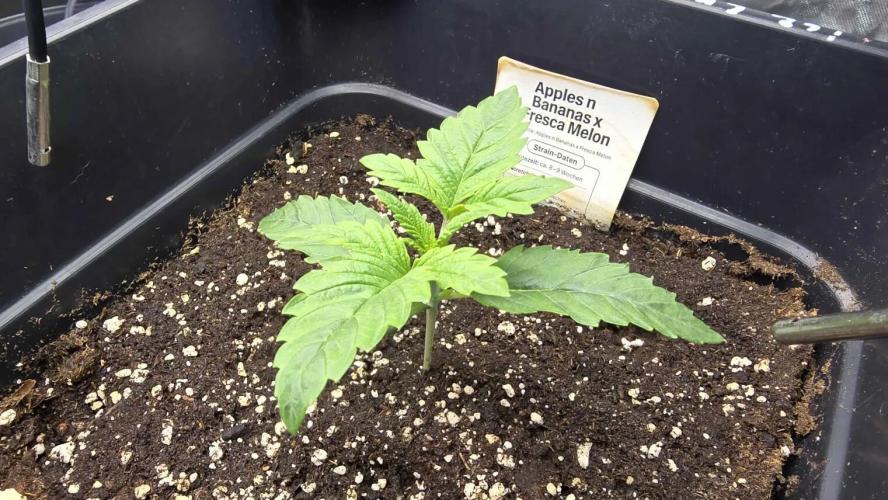 Selektierter Smarter Premium Caligrow. Week 2 - Tag 10