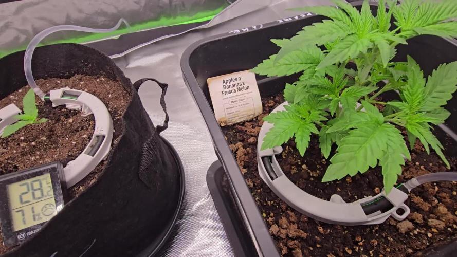 Selektierter Smarter Premium Caligrow