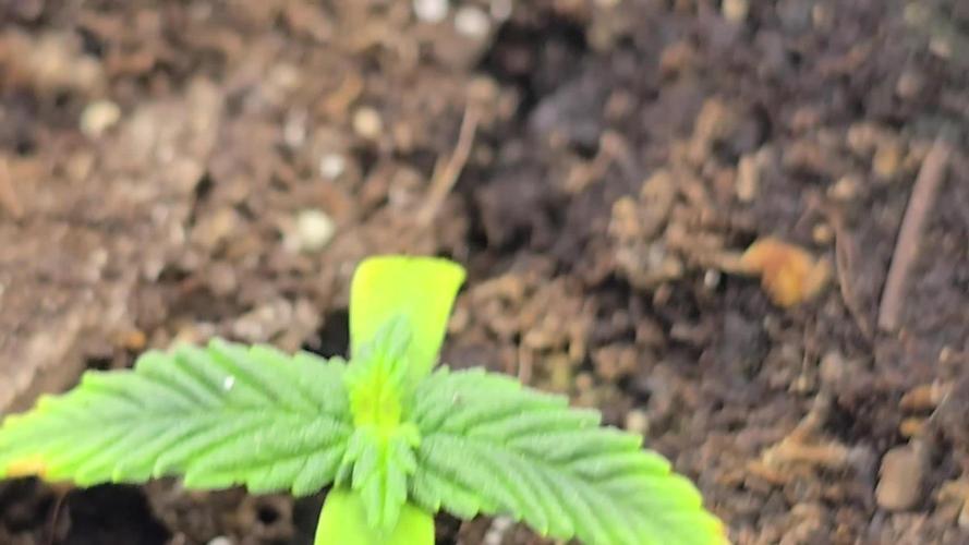 Fasbuds Autoflower 3 Strains