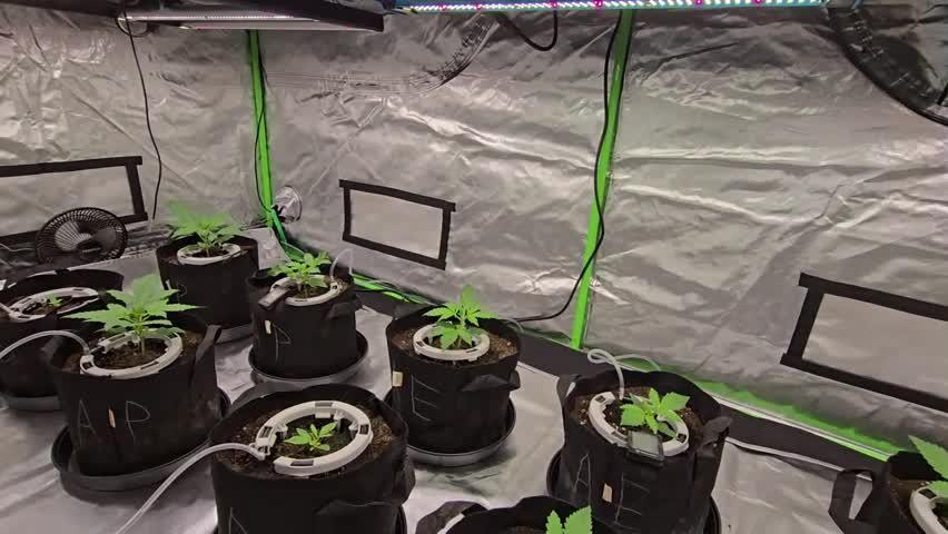 Fasbuds Autoflower 3 Strains