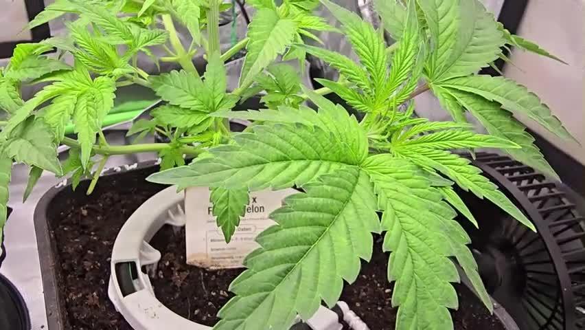 Selektierter Smarter Premium Caligrow