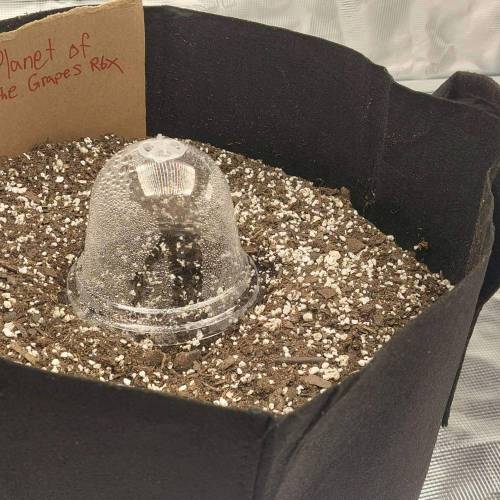 McTokes' First Grow. Week 0 - Planet of the Grapes RBX