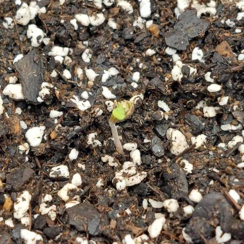 McTokes' First Grow. Week 0 - A few days later...