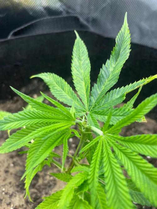 1. GROW - JUNGLEBOYS - ANIMAL TSUNAMI. Week 2