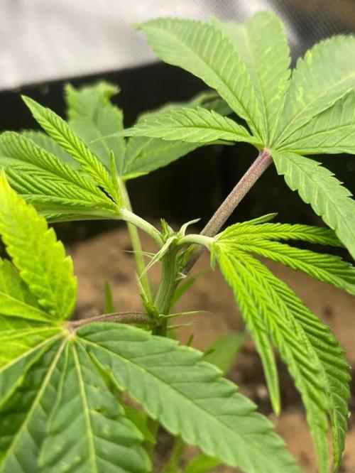 1. GROW - JUNGLEBOYS - ANIMAL TSUNAMI. Week 2