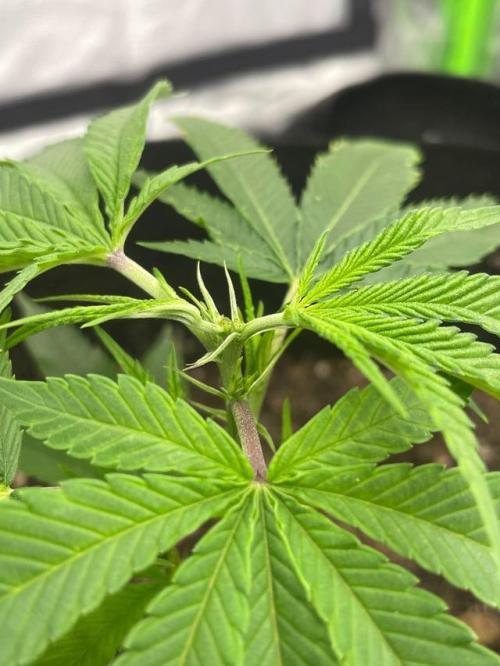 1. GROW - JUNGLEBOYS - ANIMAL TSUNAMI. Week 2