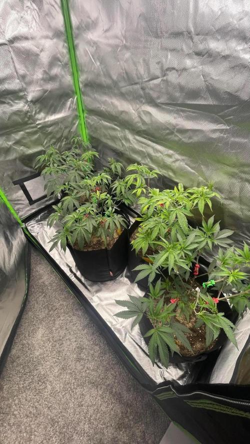 1. GROW - JUNGLEBOYS - ANIMAL TSUNAMI. Week 3