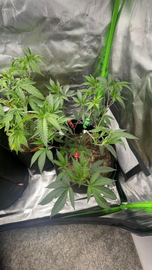 1. GROW - JUNGLEBOYS - ANIMAL TSUNAMI. Week 3