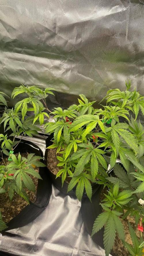 1. GROW - JUNGLEBOYS - ANIMAL TSUNAMI. Week 3