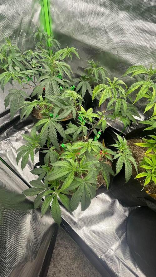 1. GROW - JUNGLEBOYS - ANIMAL TSUNAMI. Week 3