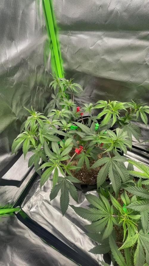 1. GROW - JUNGLEBOYS - ANIMAL TSUNAMI. Week 3