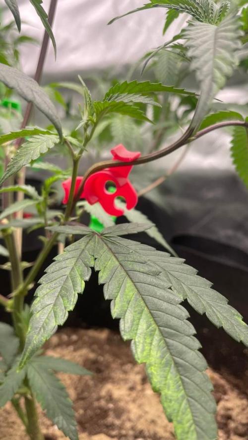 1. GROW - JUNGLEBOYS - ANIMAL TSUNAMI. Week 3