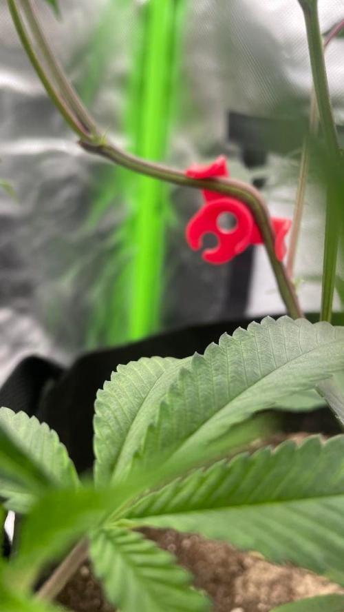 1. GROW - JUNGLEBOYS - ANIMAL TSUNAMI. Week 3