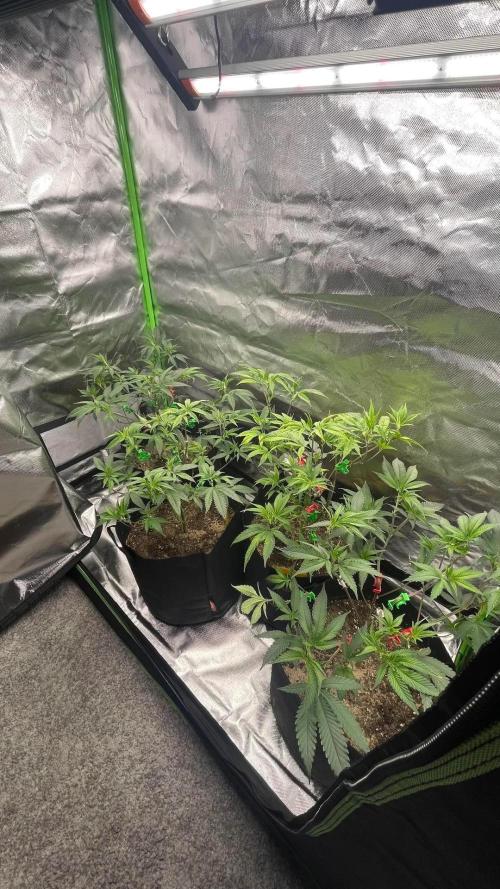 1. GROW - JUNGLEBOYS - ANIMAL TSUNAMI. Week 4