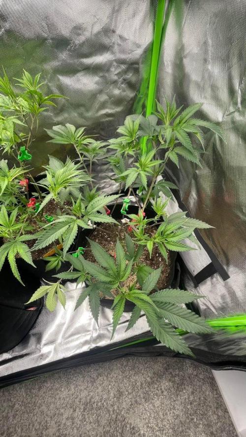 1. GROW - JUNGLEBOYS - ANIMAL TSUNAMI. Week 4