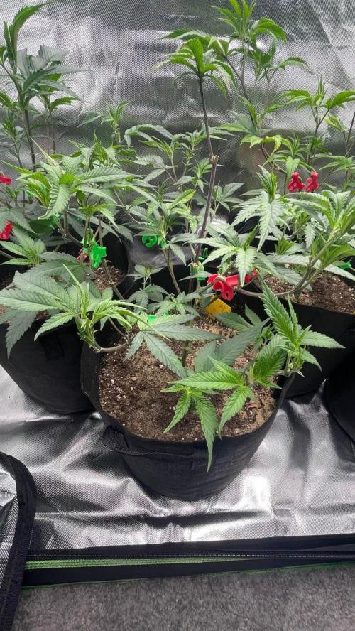 1. GROW - JUNGLEBOYS - ANIMAL TSUNAMI. Week 4